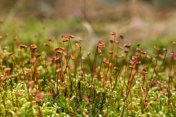 Close up of beautiful moss,Heath Pearlwort — Stock Photo, Image