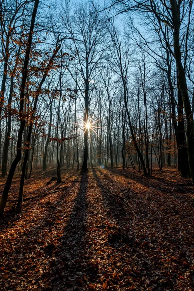 Oak forest na podzim — Stock fotografie