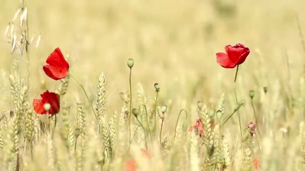 Mature cereal field — Stock Video