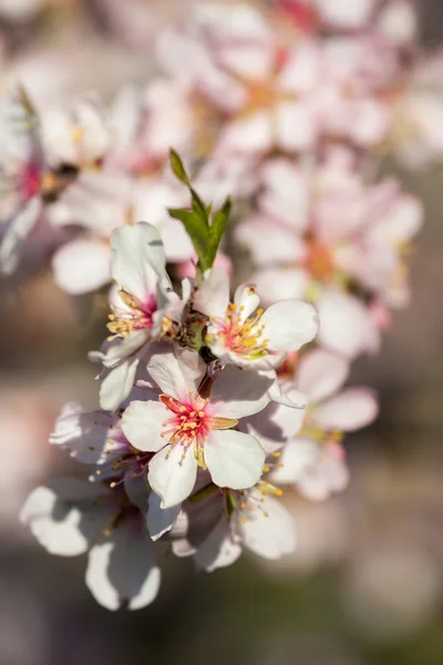 春の美しいアーモンドの花 — ストック写真