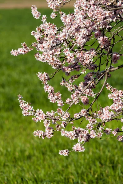 Flores de amêndoa na primavera — Fotografia de Stock