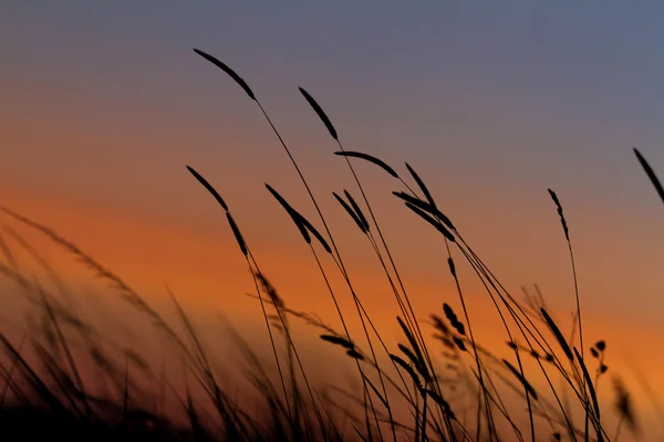 Erba paesaggio con tramonto — Foto Stock