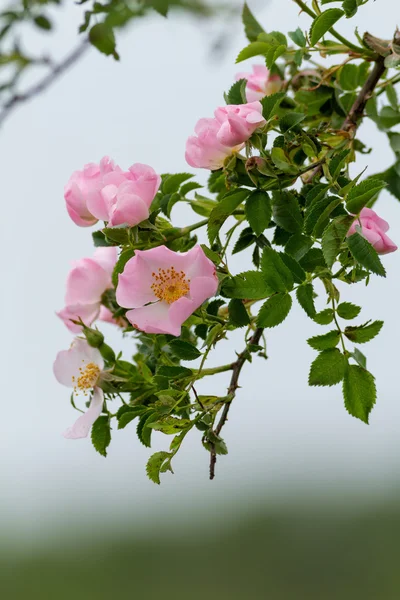 Beautiful blooming wild rose — Stock Photo, Image