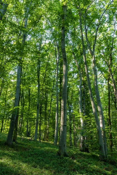 Las bukowy wiosną — Zdjęcie stockowe