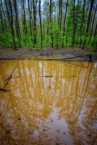 Wallow in the forest — Stock Photo, Image