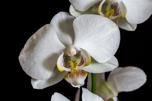 Orquídea blanca de cerca — Foto de Stock