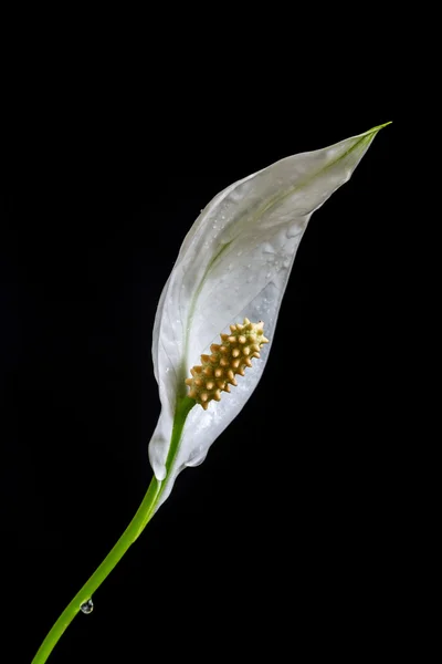 White spathiphyllum lily flower — Stock Image White spathiphyllum lily flower Royalty Free Stock Images