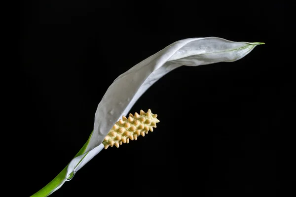 Lily flower close up — Stock Image Lily flower close up Stock Photo