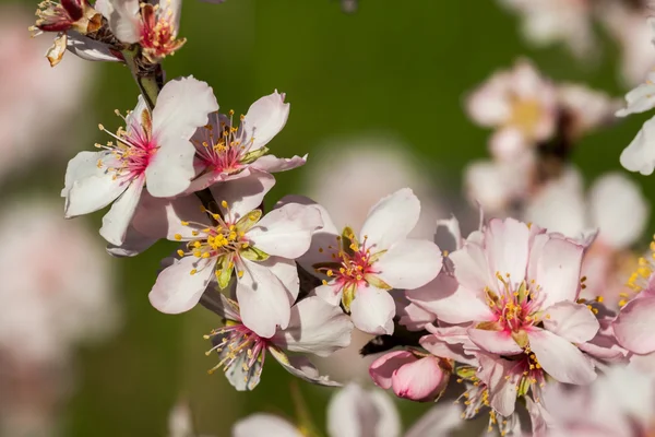 アーモンドの花クローズ アップ — ストック写真