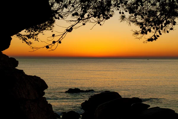 Схід сонця з дерева — стокове фото