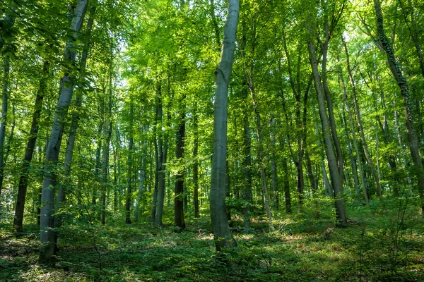 Güneşli bir gün ormanda kayın — Stok fotoğraf