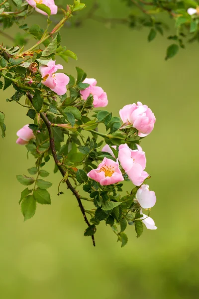 Cão rosa flores (Rosa canina ) — Fotografia de Stock