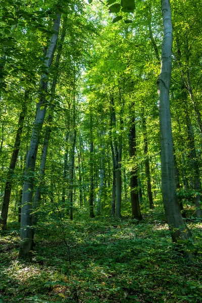 Floresta de faia em um dia ensolarado — Fotografia de Stock