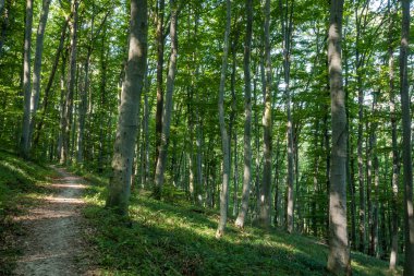 Güneşli bir gün ormanda kayın