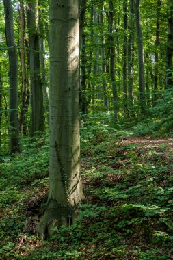 Güneşli bir gün ormanda kayın