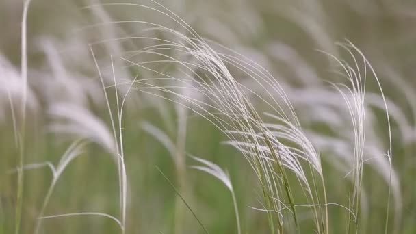The stipa (feather grass) — Stock Video