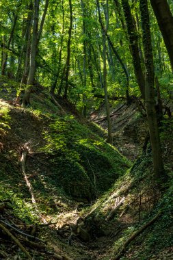 Bahar kayın ormanı