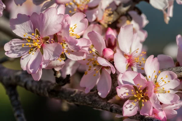 Крупним планом красиві мигдалеві квіти — стокове фото