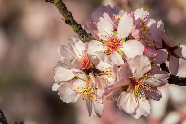 美しいアーモンドの花のクローズ アップ — ストック写真