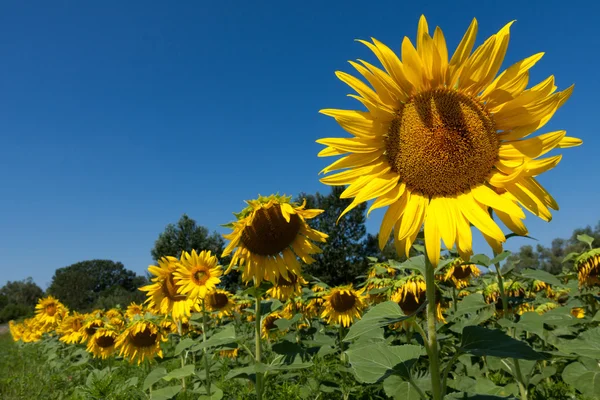Sunflower field from Hungary — Stock Photo, Image