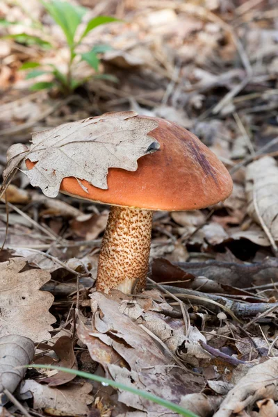 Red-capped scaber stalk (Leccinum aurantiacum) mushroom — Stock Photo, Image