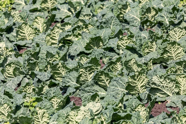 Green kale at spring — Stock Photo, Image