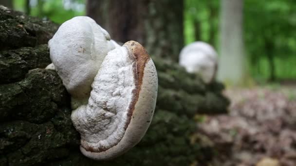 死了的树干上的真菌 — 图库视频影像