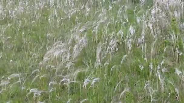 Feather-grass, stipa — стоковое видео
