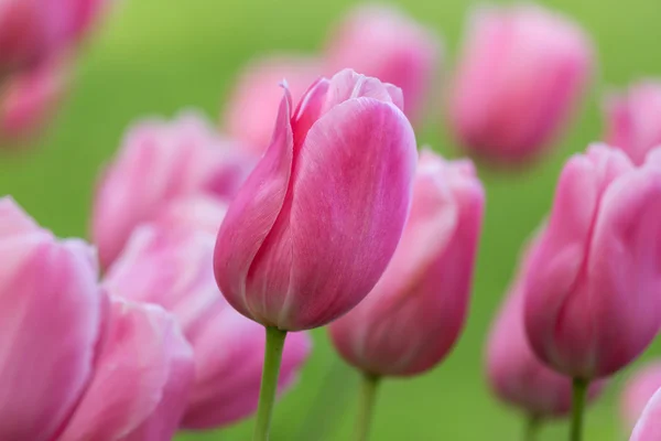 Hermoso tulipán morado — Foto de Stock