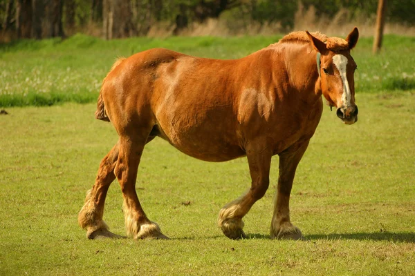 Hest med brunt kaldblod – stockfoto