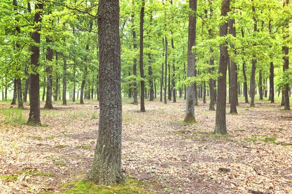 Zelený les s dubovníky — Stock fotografie