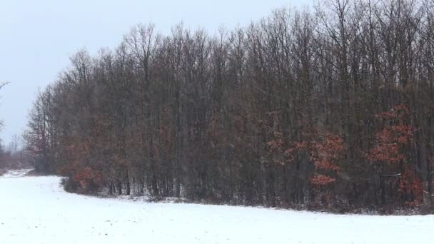 Invierno nevado en el bosque — Vídeos de Stock