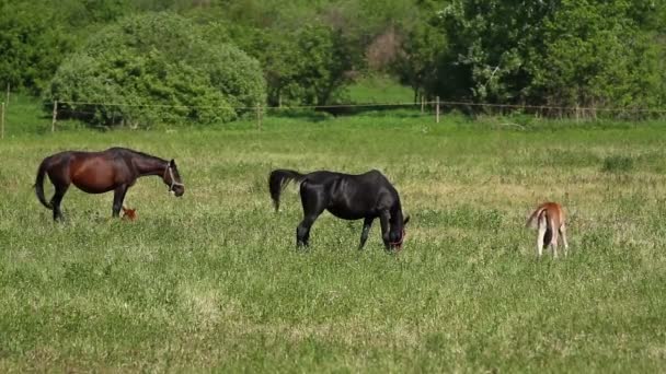 Paard familie in de Wei — Stockvideo