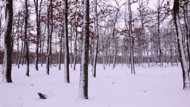 Invierno nevado en el bosque — Vídeos de Stock
