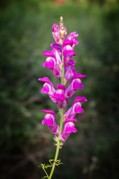 深红色金鱼 （金鱼草） 花 — 图库照片