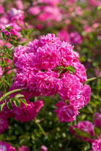 Pink blooming rose bush — Stock Photo, Image