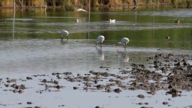 kaşıkçı kuşları yiyecek arayan grubu