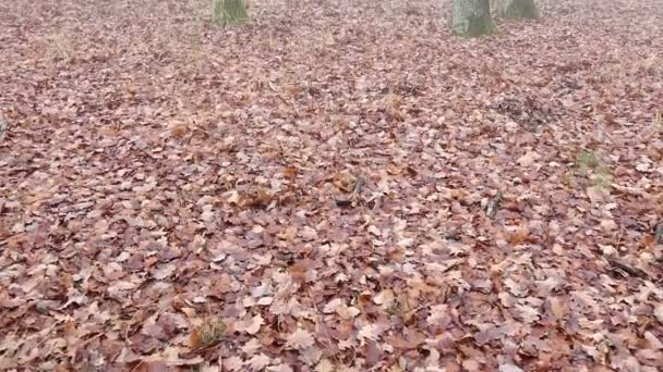 Floresta de carvalho na época do Outono — Vídeo de Stock