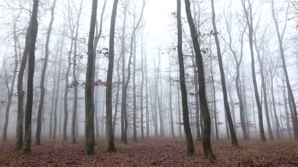 Floresta de carvalho na época do Outono — Vídeo de Stock