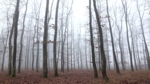 Forêt de chênes à l'automne 
