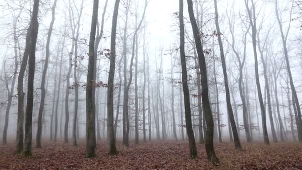 Eichenwald zur Herbstzeit — Stockvideo