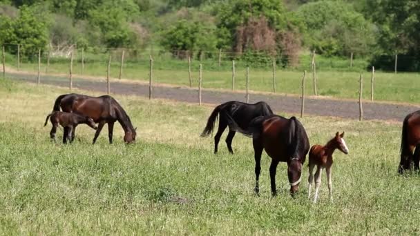 Familia de caballos en el pasto — Vídeos de Stock