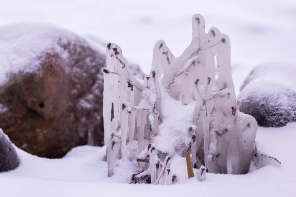 Impianto congelato con in un inverno freddo — Foto Stock