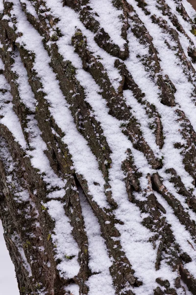 Primo piano di quercia — Foto Stock