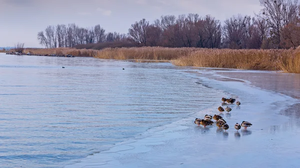 Many mallards on the lake Balafon of Hungary — Stock Photo, Image