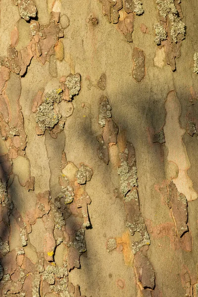 Close-up of a bark of  plane tree — Stock Photo, Image