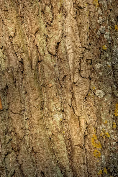 Closeup of a bark of poplar tree — Stock Photo, Image