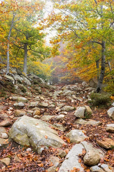 Beautiful Autumn Beech Forest Spanish Mountain Montseny — Stock Photo, Image