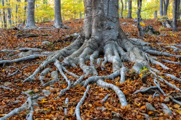 Primer Plano Gran Raíz Haya Bosque Otoño Representación Del Concepto —  Fotos de Stock