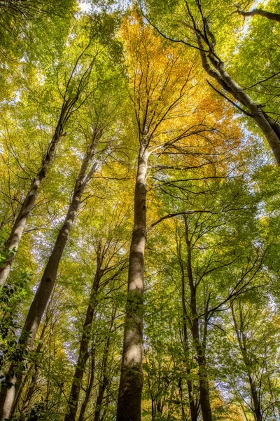 Jesienne Zdjęcie Bukami Hiszpańskiej Góry Montseny Niedaleko Santa Del Montseny — Zdjęcie stockowe